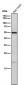 Anti-CD209 Rabbit Monoclonal Antibody